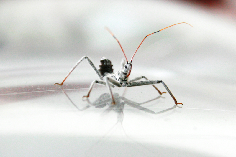 Illustration for article titled Shooting Challenge: Bugs 2